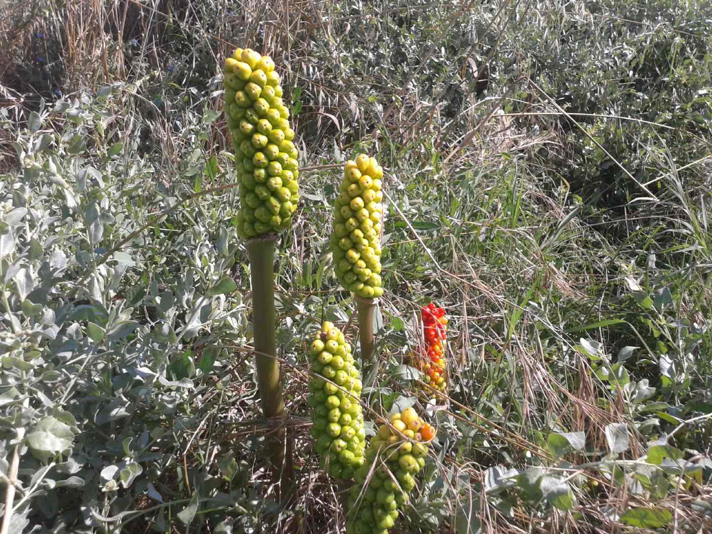 Arum italicum